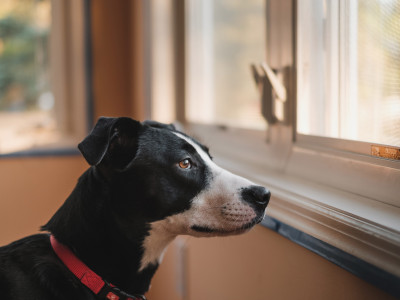 Szúnyogháló csere