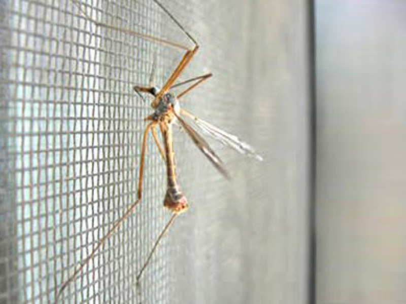 Szúnyogháló készítés Szúnyogháló készítés